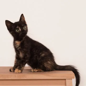 新手用户查看手机注册步骤示意图